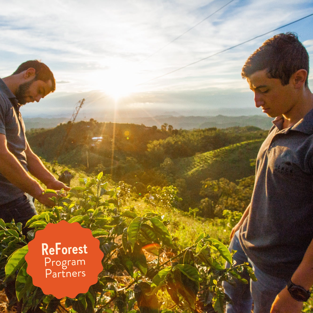 Lil' Red | Decaf Single Origin | Colombia | Swiss Water Press Decaffeinated (Wholesale)