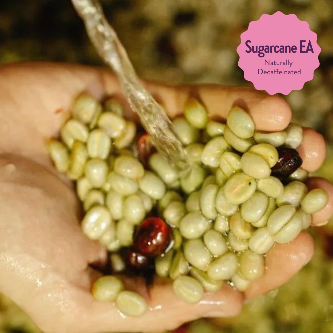 Howler | Decaf Single Origin | Colombia | Sugarcane EA Decaffeinated (Wholesale)